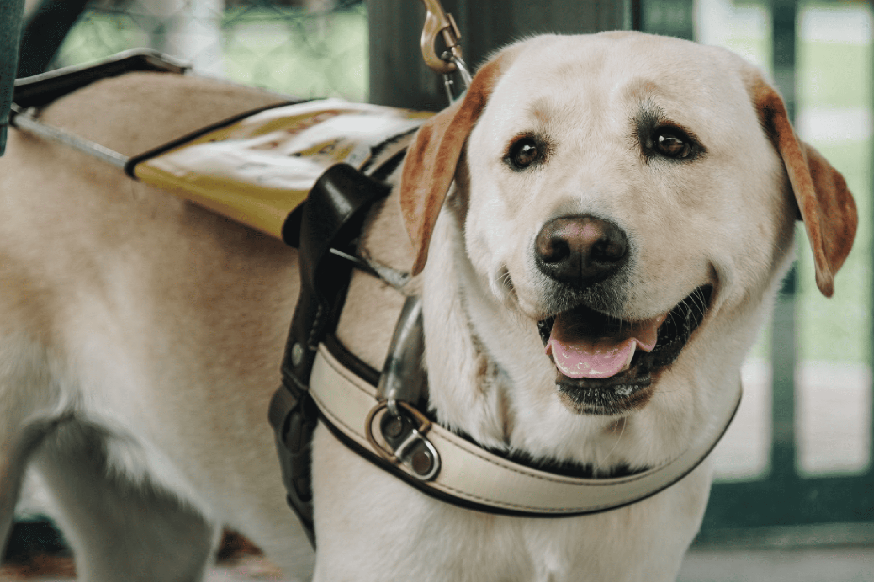 Guide-dogs